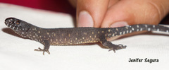Lepidophyma tuxtlae