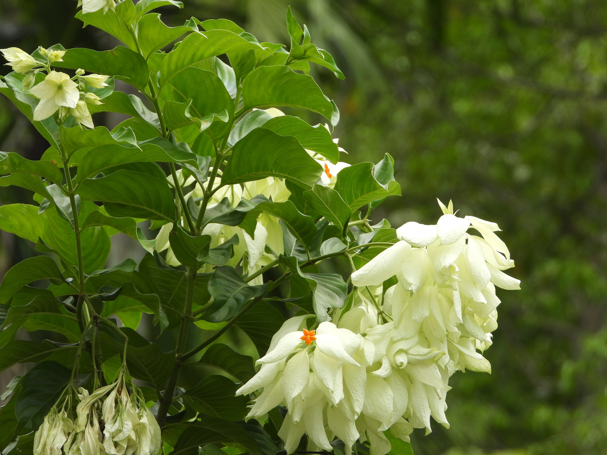 Mussaenda Philippica (Mussaenda philippica)