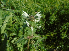 Lamium bifidum