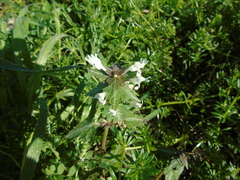 Lamium bifidum