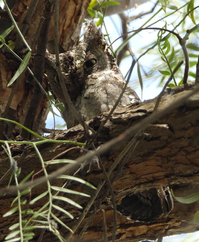 Cyprus ScopsOwl (Subspecies Otus scops cyprius) · iNaturalist