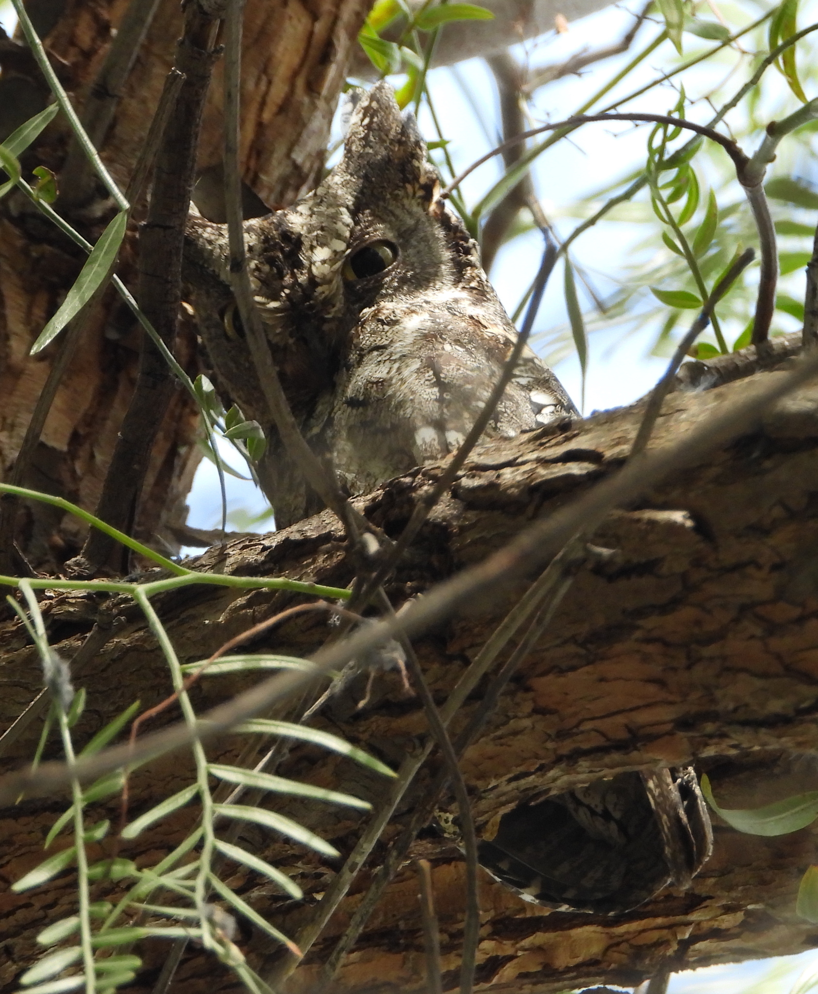 Cyprus Scops Owl (Otus cyprius), photo 3