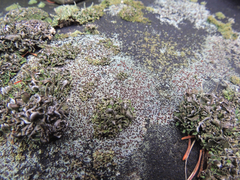 Protoblastenia rupestris