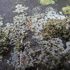 Protoblastenia rupestris