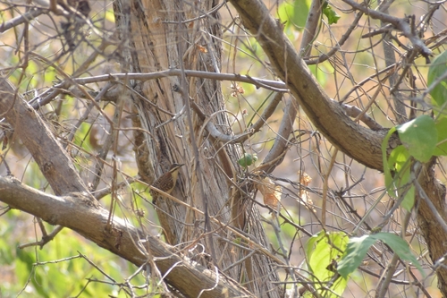 Russet-naped Wren (Campylorhynchus humilis), photo 5