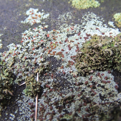 Protoblastenia rupestris