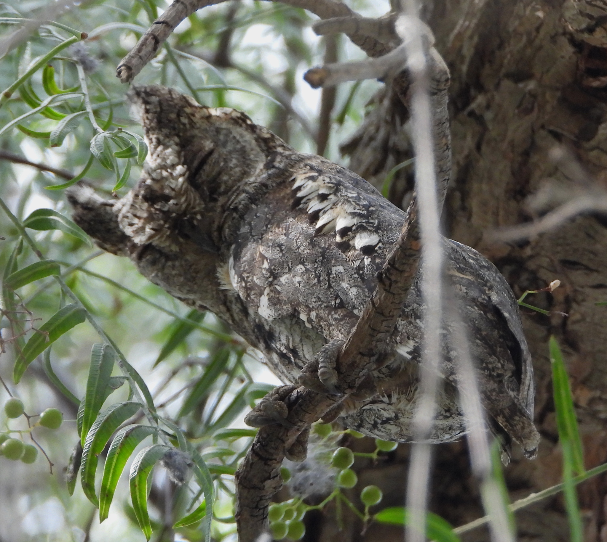 Cyprus Scops Owl (Otus cyprius), photo 4