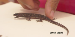 Lepidophyma tuxtlae