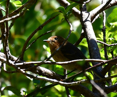 Chasiempis sclateri
