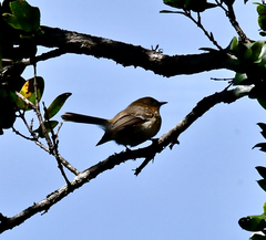 Chasiempis sclateri