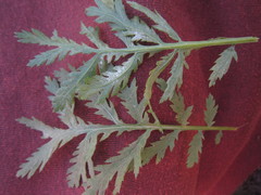 Paraperonospora tanaceti