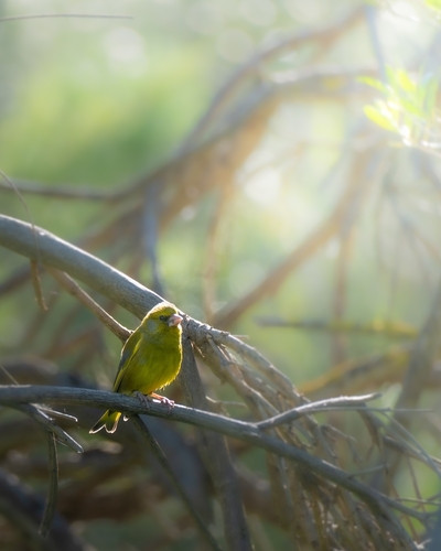 Avistamiento Chloris chloris