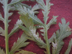 Paraperonospora tanaceti