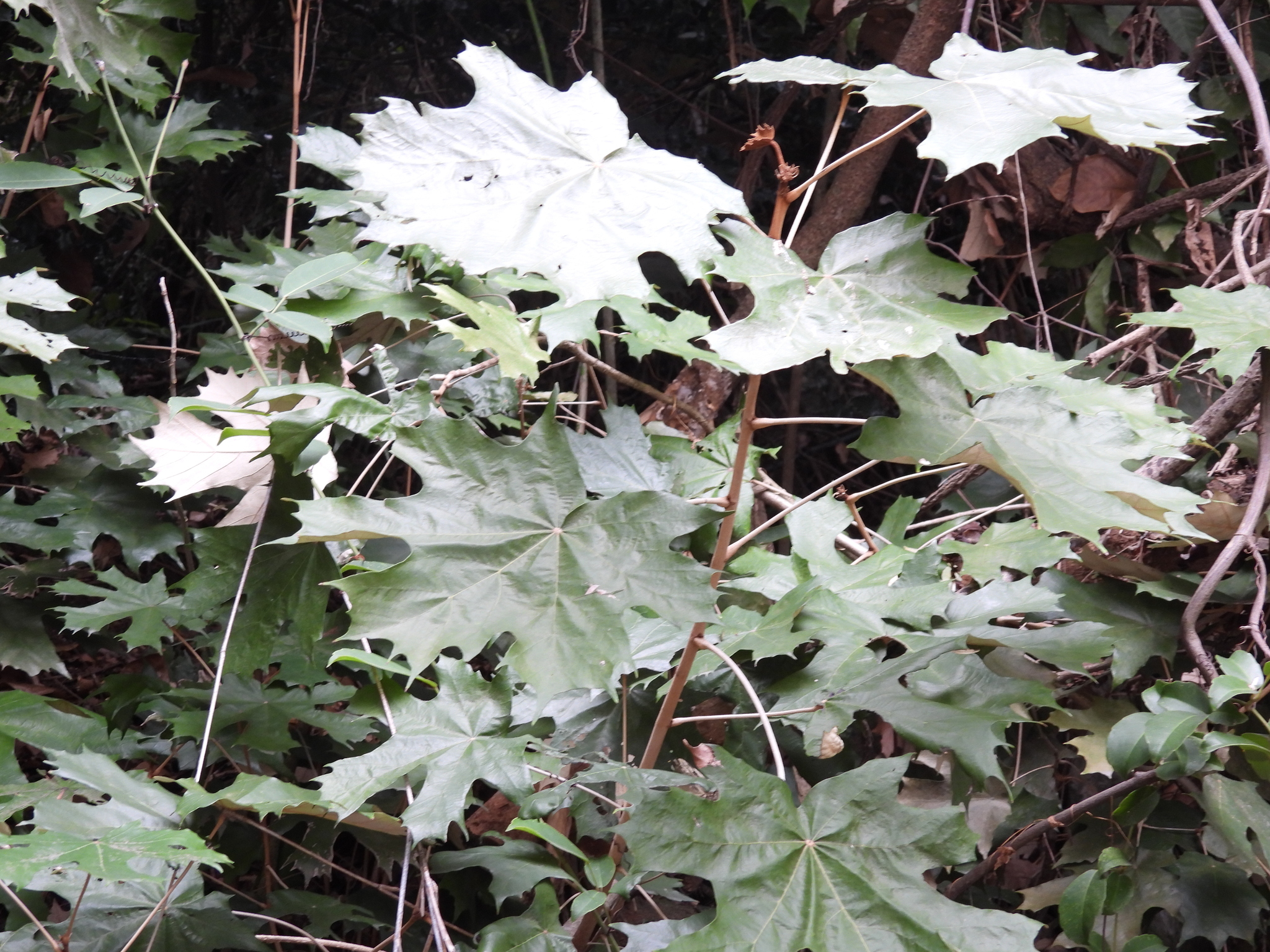 Pterospermum acerifolium — ảnh 2