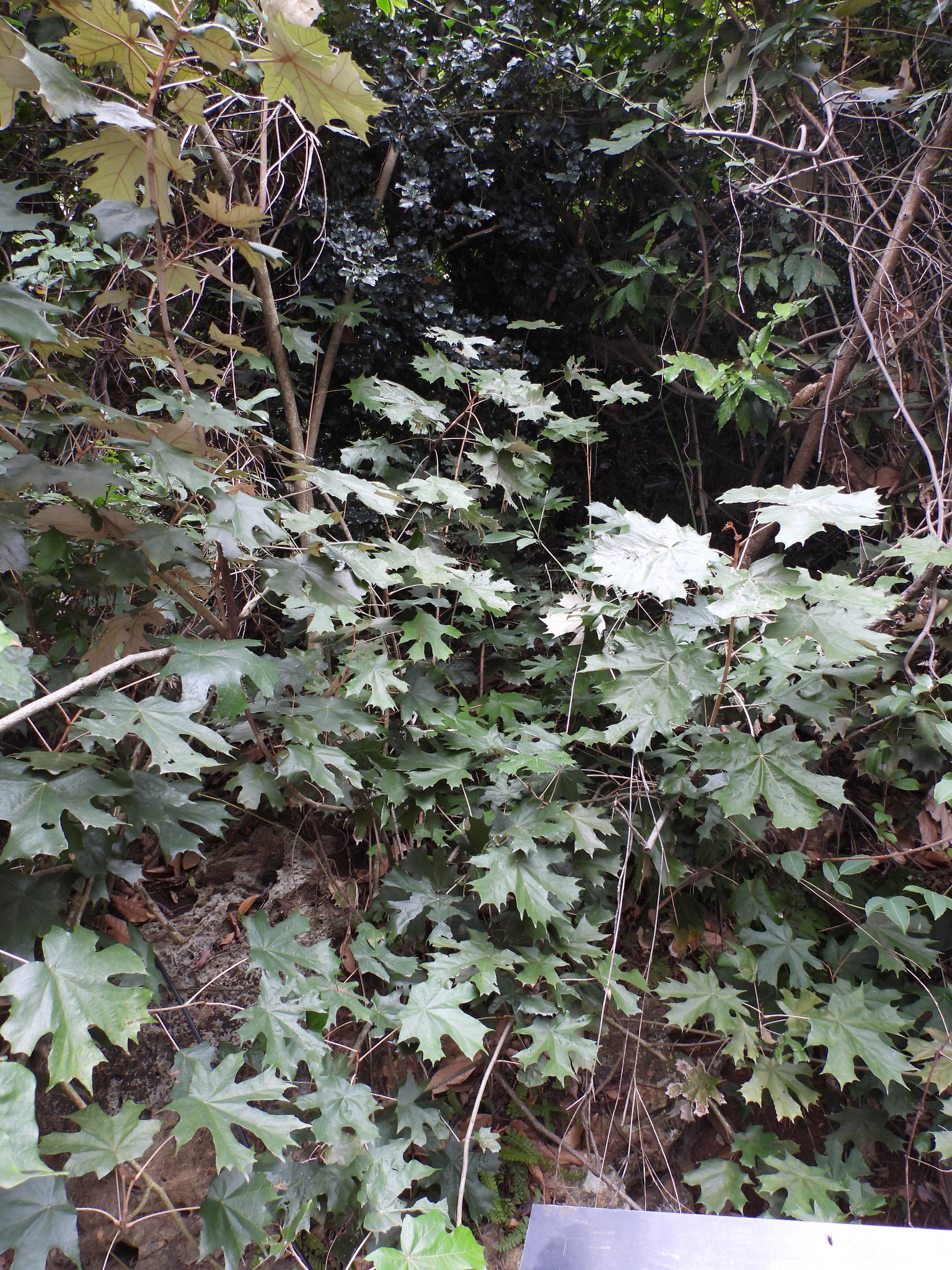 Pterospermum acerifolium — ảnh 3