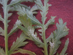 Paraperonospora tanaceti