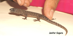 Lepidophyma tuxtlae