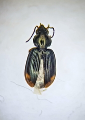 Bembidion biguttatum