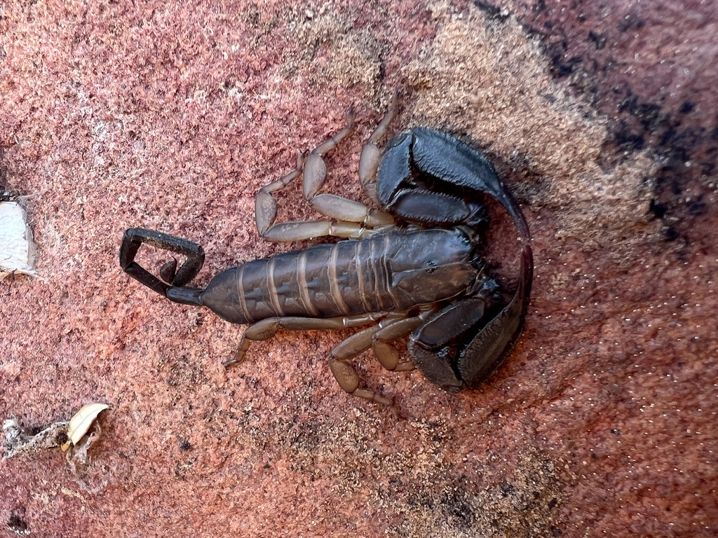 Cederberg Rock Scorpion in January 2026 by kase · iNaturalist