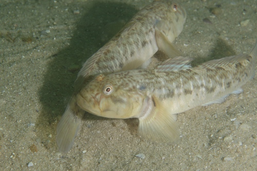 Barehead goby (Caffrogobius nudiceps) — Gobiidae