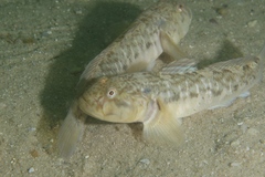 Barehead Goby photo 1