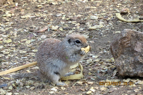 Xerospermophilus tereticaudus