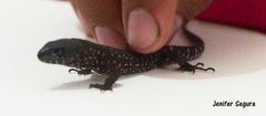Lepidophyma tuxtlae