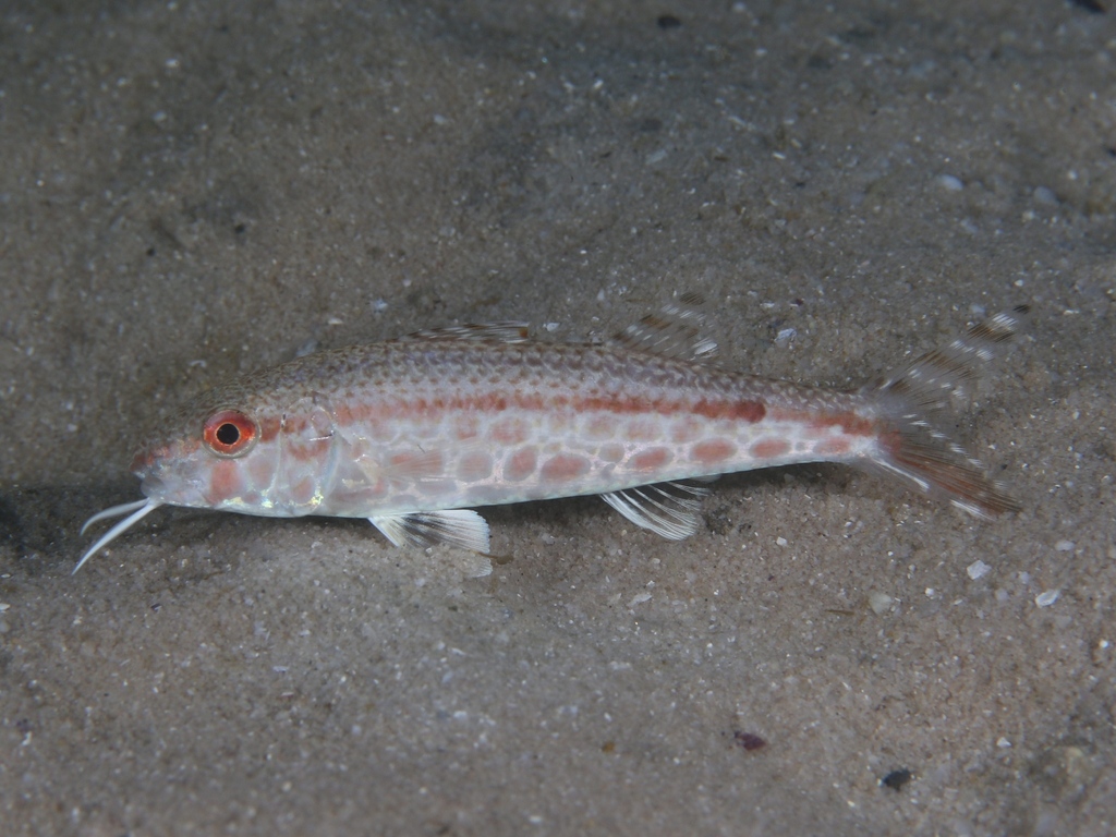 Por's Goatfish