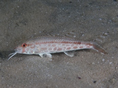 Por's Goatfish photo 1