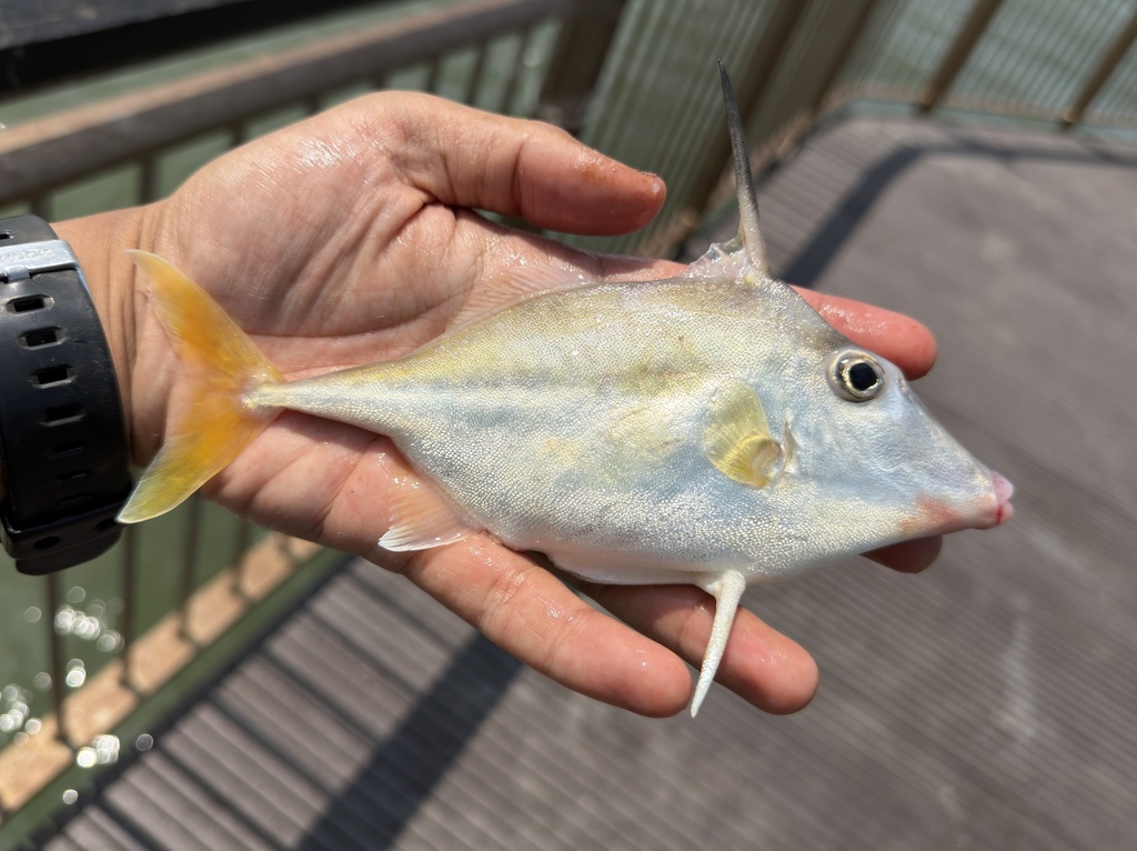 Short-Tail Tripodfish