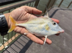 Short-Tail Tripodfish photo 1