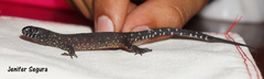 Lepidophyma tuxtlae