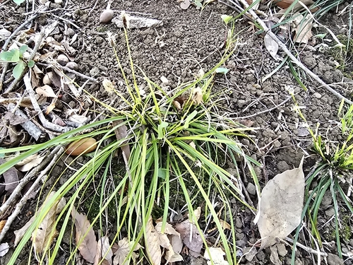 Miniature sedge (Carex conica)