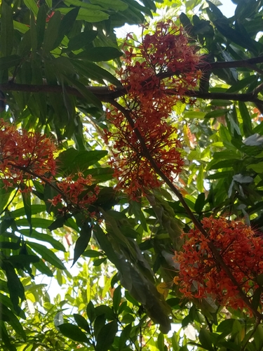 Saraca indica observed 2026-03-23