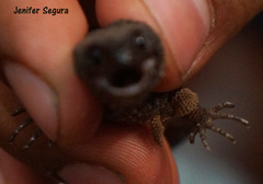 Lepidophyma tuxtlae