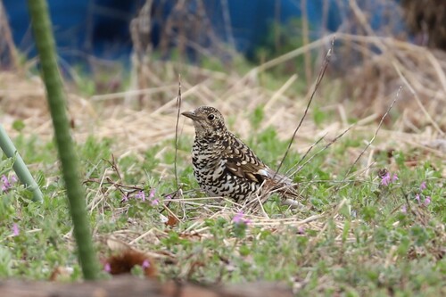 White's Thrush (Zoothera aurea), photo 2