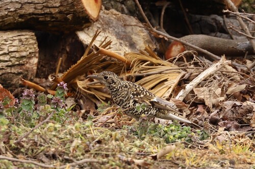 White's Thrush (Zoothera aurea), photo 3
