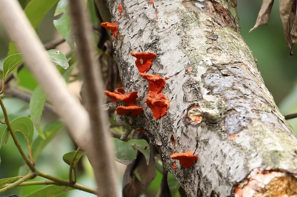 Trametes coccinea · March 2026 · photo: © se1 (iNaturalist, cc-by)