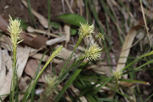Carex conica