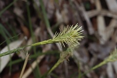 (c) Se Lena, some rights reserved (CC BY) Carex conica, photograph (c) Se Lena, some rights reserved (CC BY)