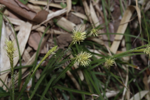 Carex conica, photograph 1