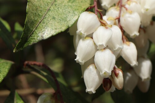Pieris japonica