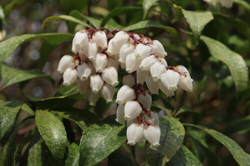 Pieris japonica
