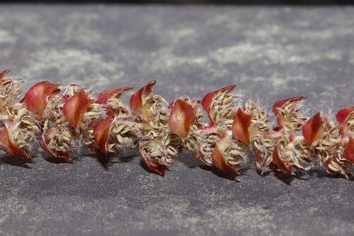 Carpinus laxiflora, photograph 3