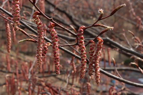 Carpinus laxiflora, photograph 2