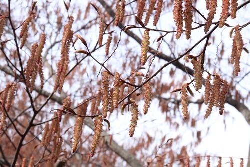 Carpinus laxiflora, photograph 1