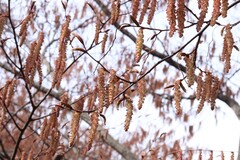 Carpinus laxiflora, photograph (c) Se Lena, some rights reserved (CC BY)