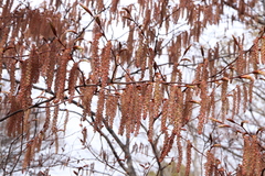 Carpinus laxiflora