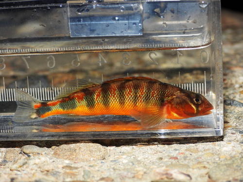 Russet Darter