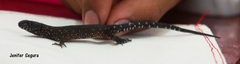 Lepidophyma tuxtlae